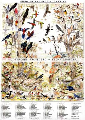 Birds of the Blue Mountains mini - guide - birds1 - Fiona Lumsden - The Little Lost Bookshop - The Little Lost Bookshop