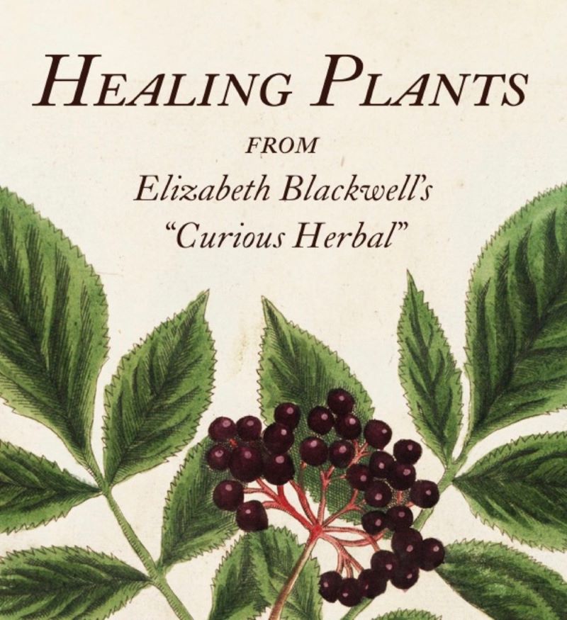 Healing Plants: From Elizabeth Blackwell's A Curious Herbal - 9780789214812 - MARTA MCDOWELL - Abbeville Press - The Little Lost Bookshop