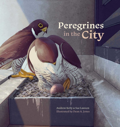 Peregrines in the City - 9781742036519 - Andrew Kelly - Wild Dog - The Little Lost Bookshop