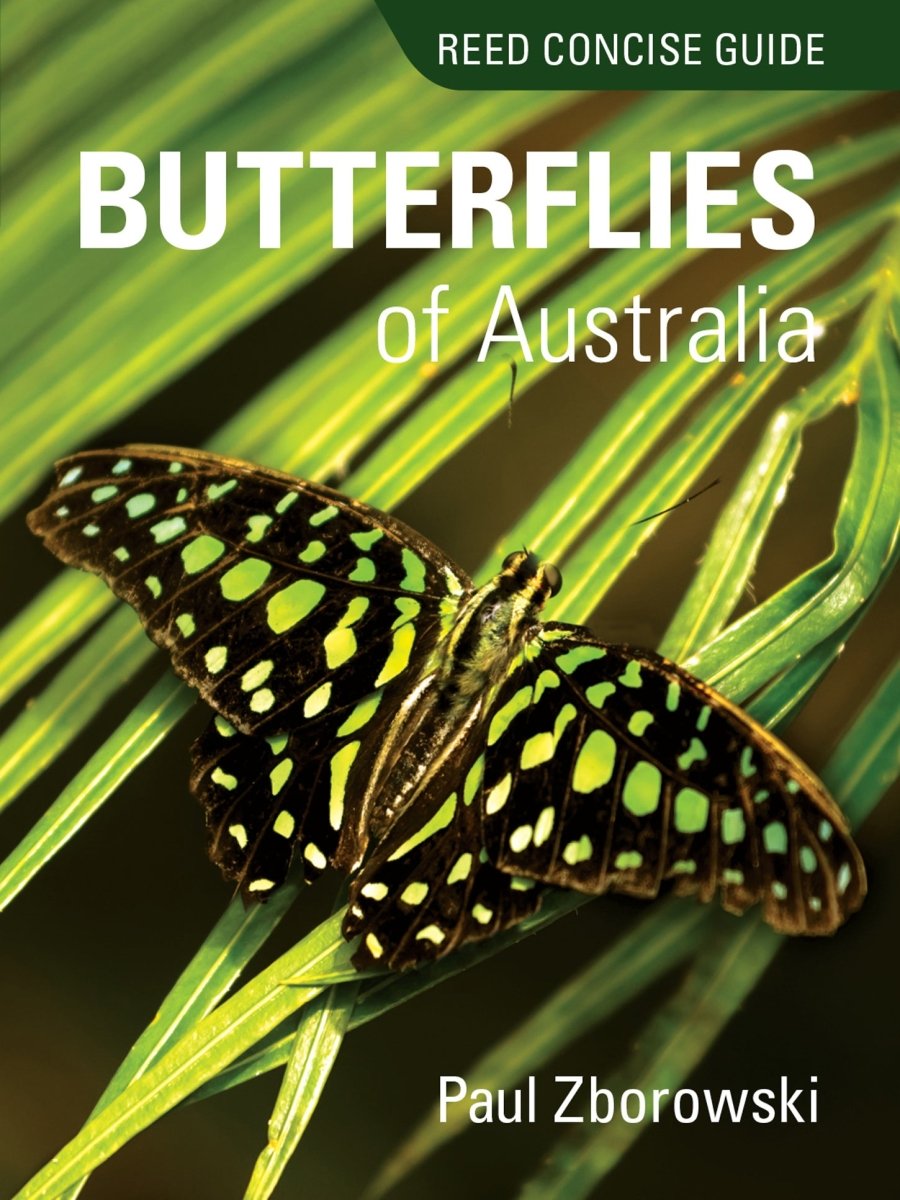 Reed Concise Guide: Butterflies of Aust - 9781925546941 - Paul Zborowski - New Holland Publishers - The Little Lost Bookshop