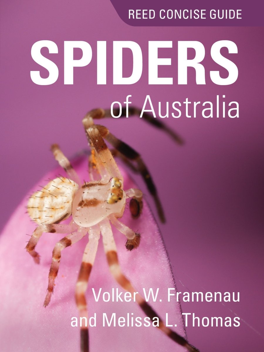 Reed Concise Guide Spiders of Australia - 9781925546033 - Volker WFramenau & Melissa L. Thomas - New Holland Publishers - The Little Lost Bookshop